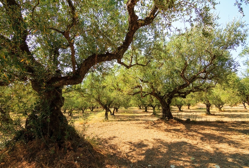 Zante Askos Stone Park