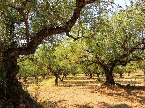 Zante Askos Stone Park