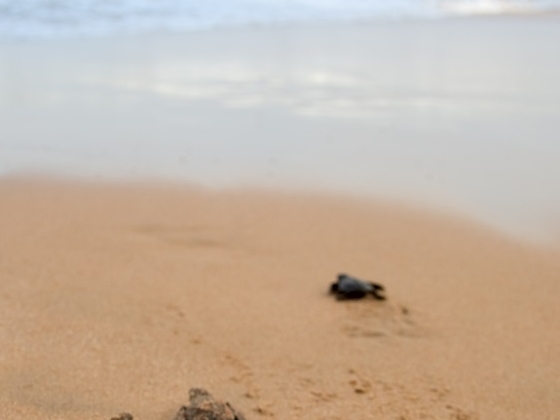 Zante spiaggia delle tartarughe